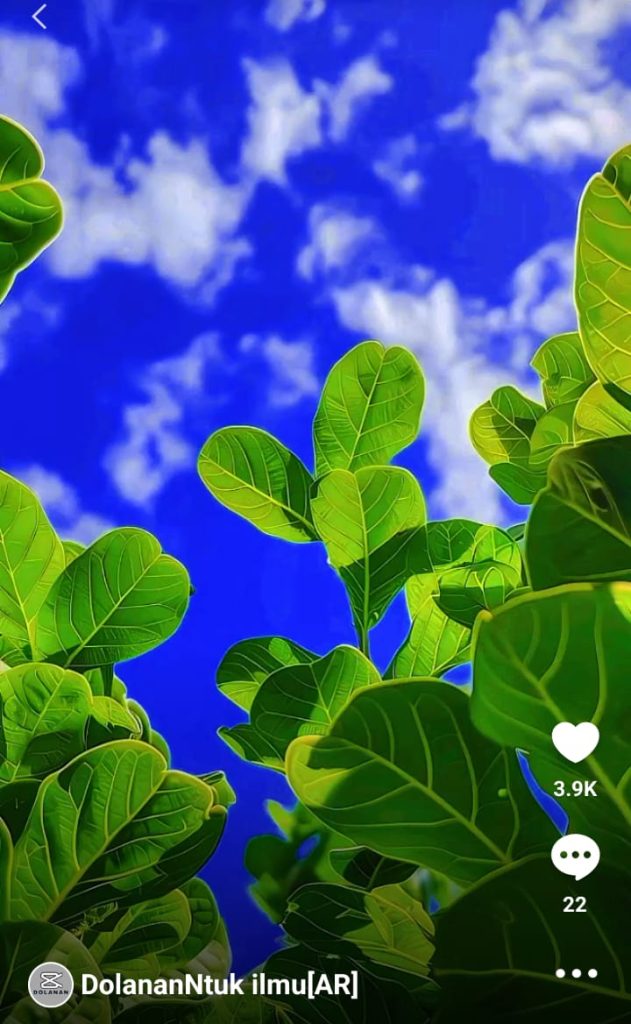 Filter iPhone HD (Daun Nangka Yang Aesthetic background Langit Biru)